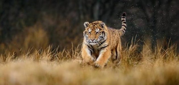 تعرف على تفسير الحلم بنمر يلاحقني لابن سيرين