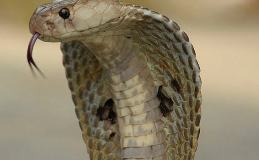 تفيبر حلم الثعبان يلدغني