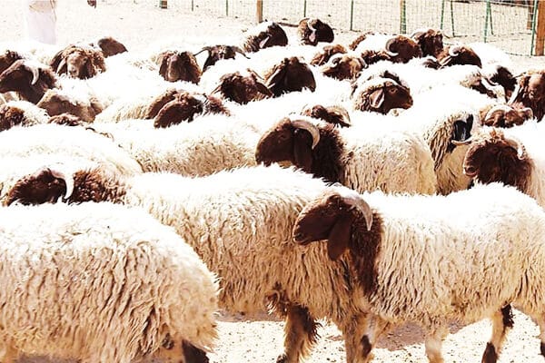 تفسير حلم الأغنام