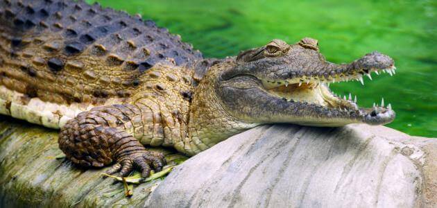 تفسير حلم التماسيح لابن سيرين