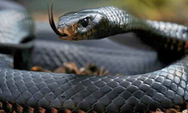 تفسير حلم الثعابين في البيت والخوف منها والحلم بثعابين صغار بزاوية بيت