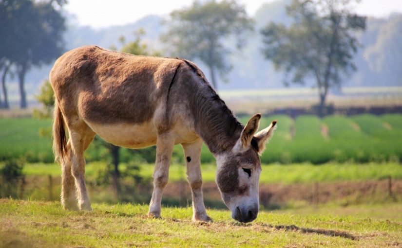 تفسير حلم الحمار