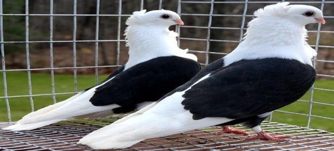  تفسير حلم الحمام للمتزوجة لابن سيرين