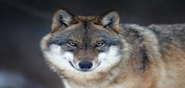 تفسير حلم الذئب