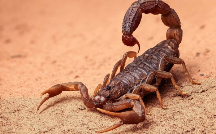 اعرف أكثر عن تفسير رؤية عقربين في المنام لابن سيرين