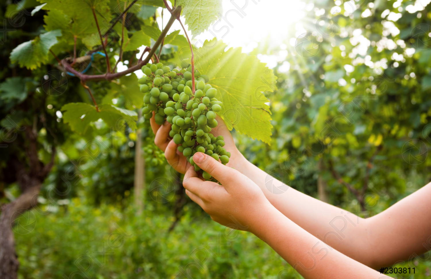  تفسير حلم العنب الأخضر وتفسير حلم اكل العنب الاخضر من الشجرة