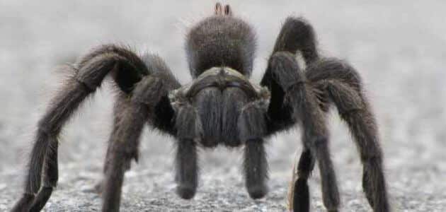 تعرف أكثر حول تفسير حلم العنكبوت في المنام لابن سيرين