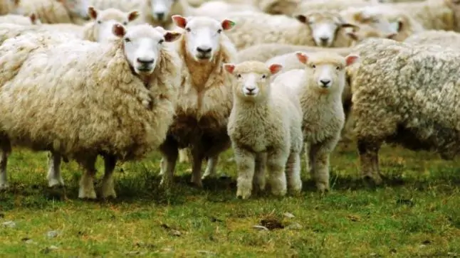 تعرف على تفسير رؤية الغنم في المنام للمتزوجة لابن سيرين