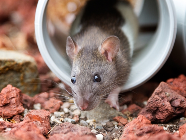 تفسير حلم الفأر للعزباء لابن سيرين