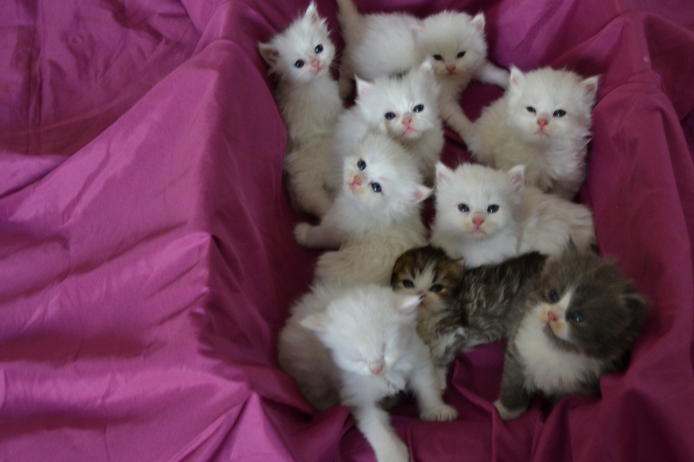 اعرف أكثر عن تفسير رؤية القطط في المنام للمتزوجة لابن سيرين