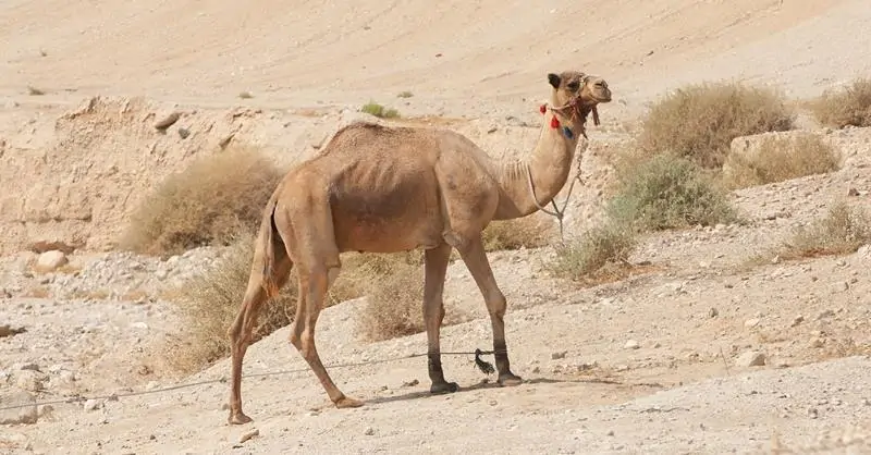 تفسير حلم الناقة وتفسير حلم الناقة السوداء تطاردني