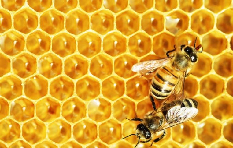 تفسير حلم النحلة