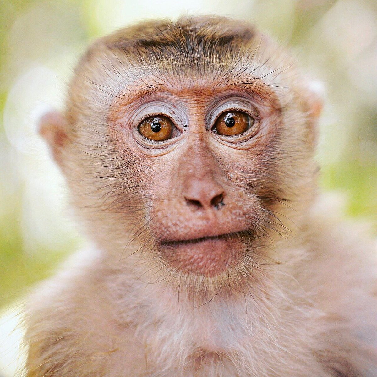 تفسير حلم رؤية قرد يحاول الهجوم للمتزوجة لابن سيرين