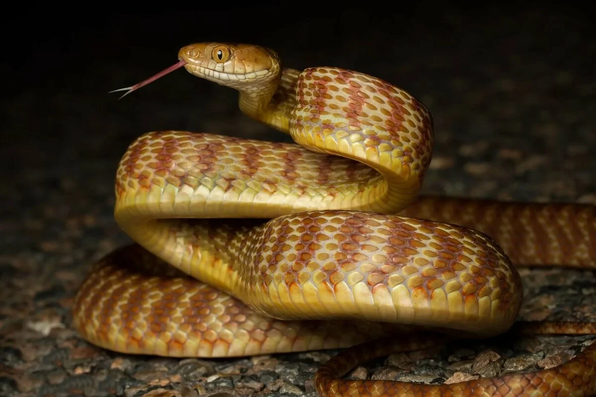 تفسير حلم لدغة الثعبان لطفل