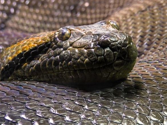 تفسير حلم لدغة الثعبان لابن سيرين