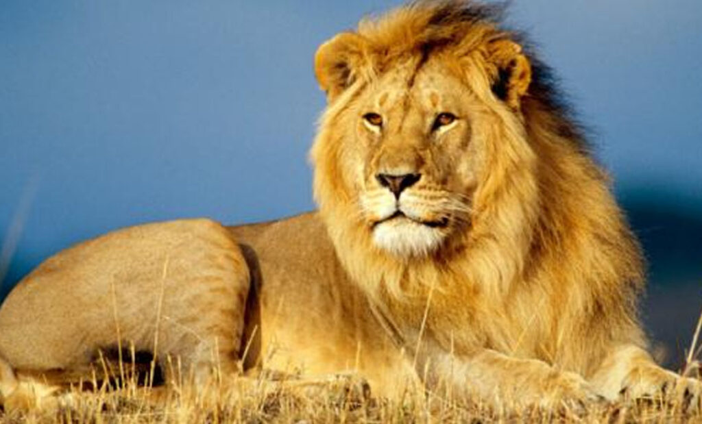 اعرف أكثر عن تفسير رؤية الأسد في المنام لابن سيرين