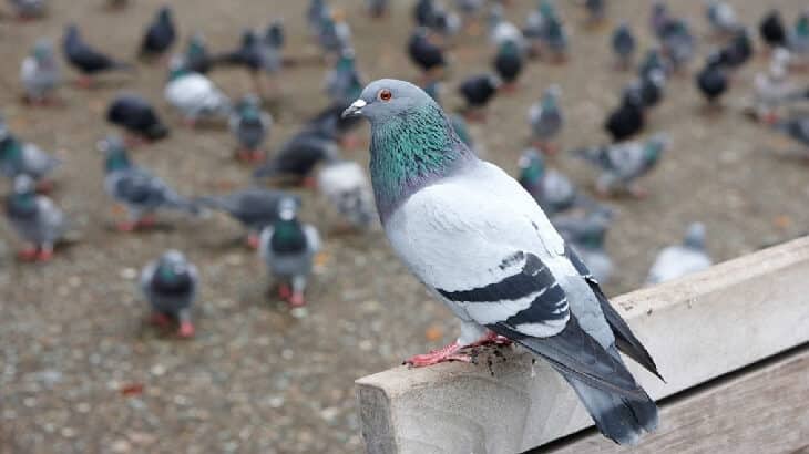  تفسير رؤية الحمام في المنام 