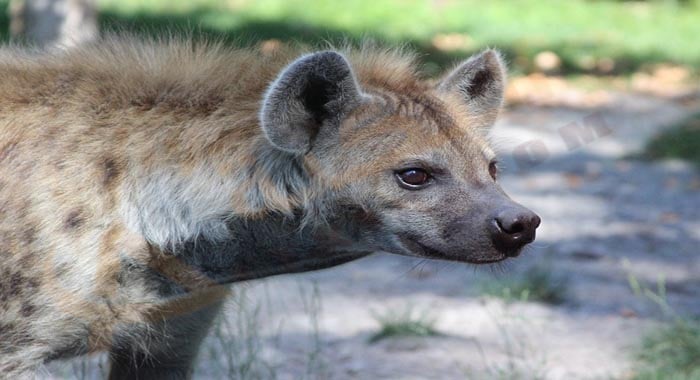 تفسير حلم الضبعة في المنام لابن سيرين