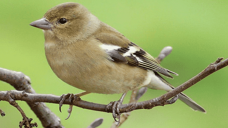 تفسير حلم العصفور لابن سيرين