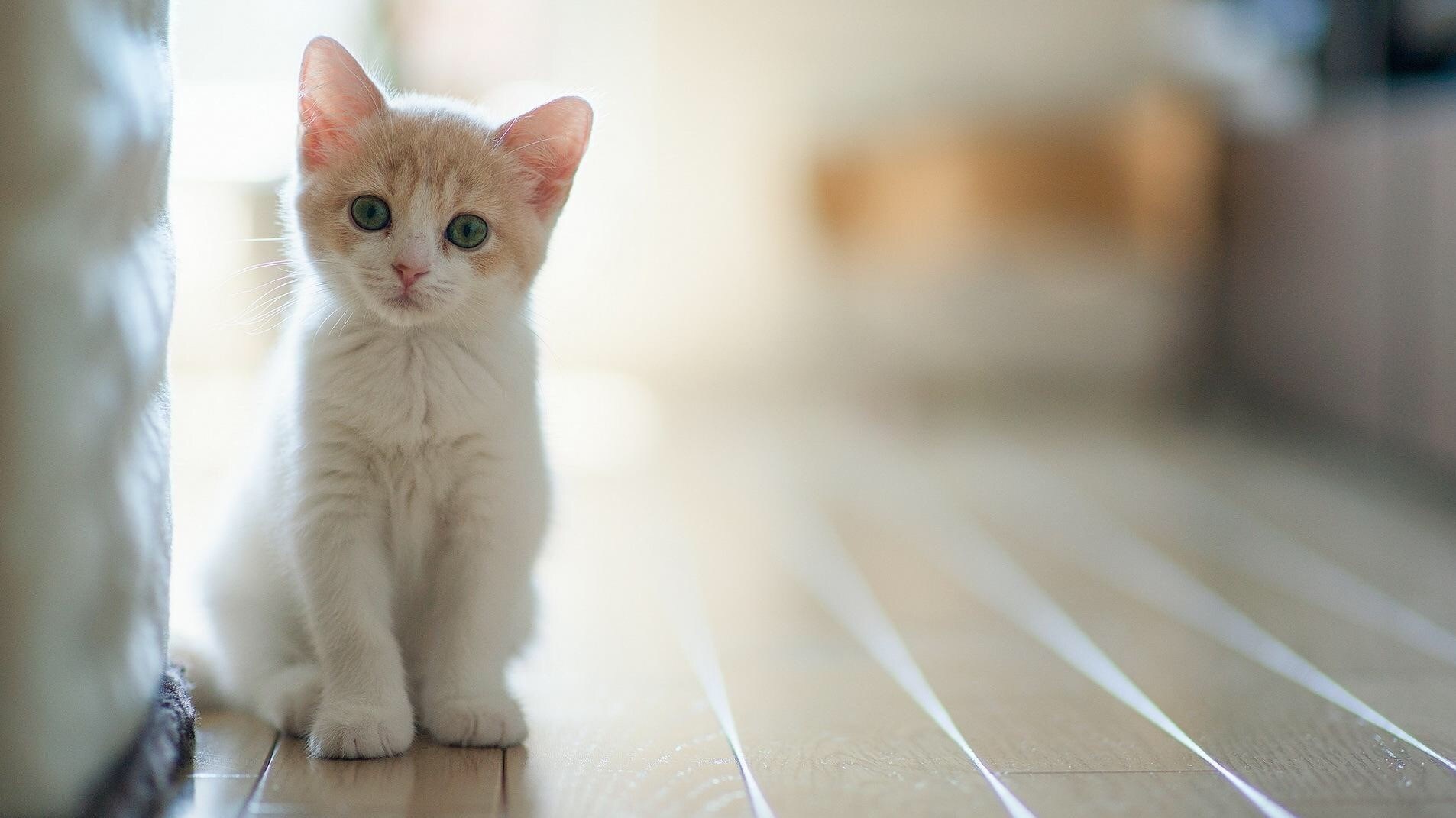 تفسير حلم رؤية القطط واطعام القطط في المنام