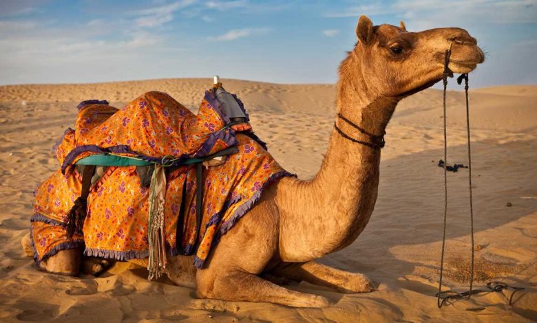 7 دلالات لرؤية الجمل الهائج في المنام لابن سيرين تعرف عليهم بالتفصيل