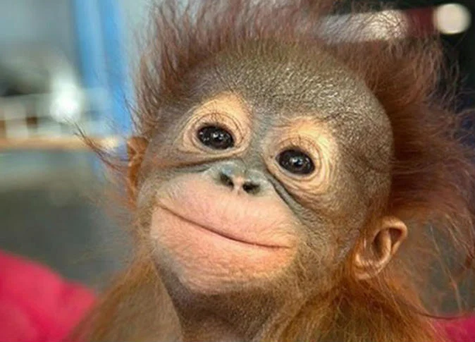 اعرف أكثر عن تفسير رؤية القرد في المنام للمتزوجة لابن سيرين