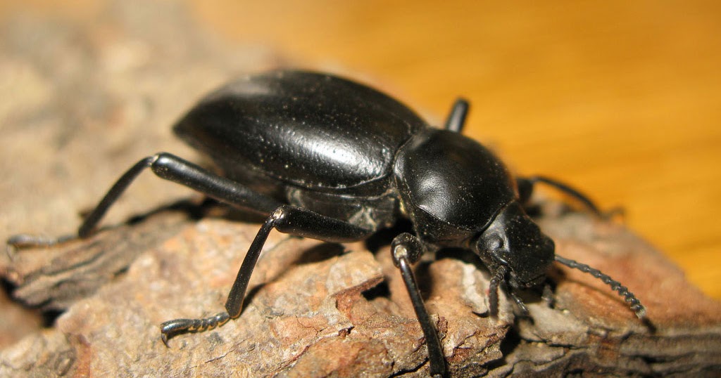 ما هو تفسير حلم الخنفساء السوداء في المنام لابن سيرين؟