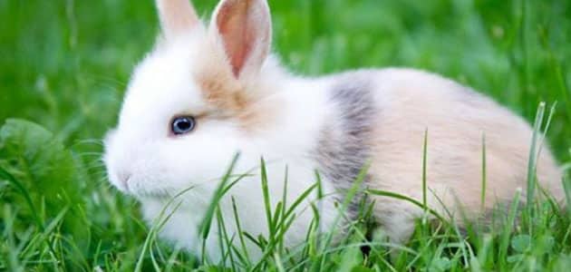  رؤية الارانب في المنام