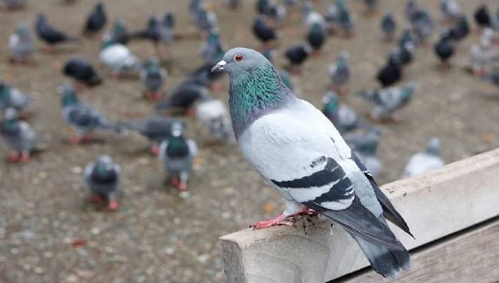 رؤية الحمام في المنام للعزباء