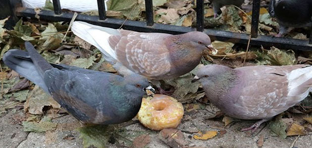 تفسير رؤية الحمام في المنام للمتزوجة لابن سيرين