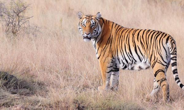 رؤية النمر في المنام للمتزوجه