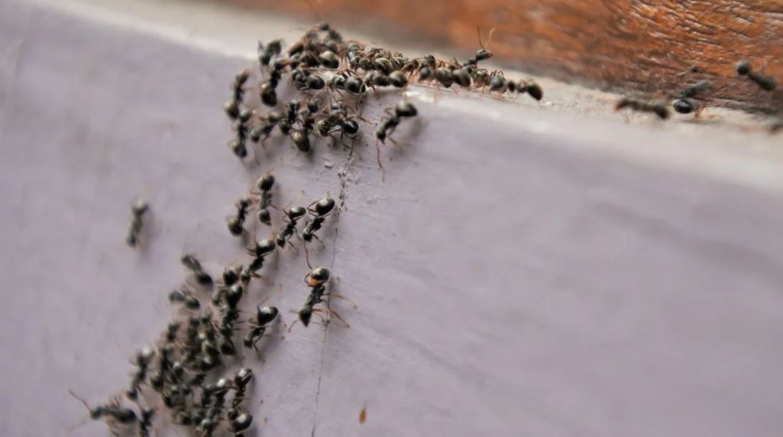 رؤية النمل الأسود في المنام