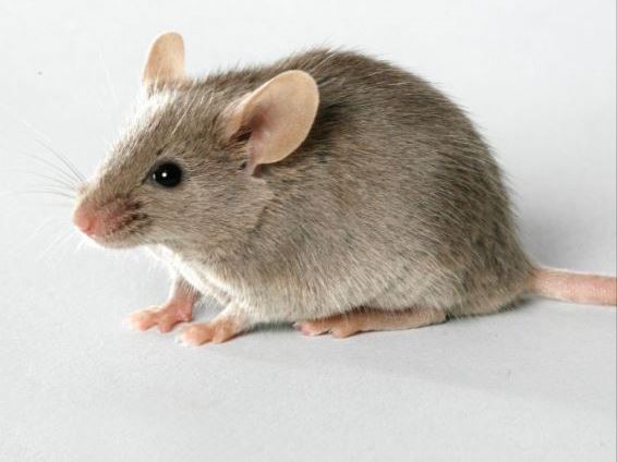 ما هو تفسير رؤية الجرذان والفئران في المنام لابن سيرين؟