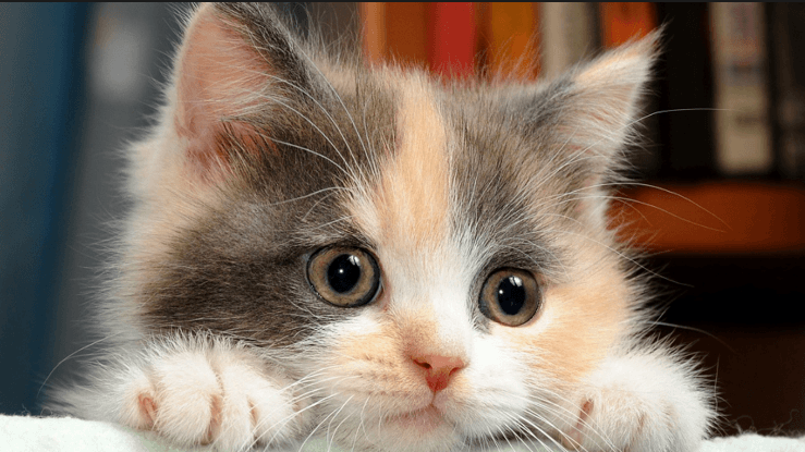 اعرف أكثر عن حلم القطط في المنام لإبن سيرين