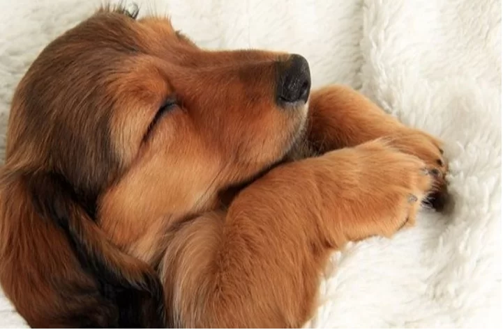 أهم 50 تفسير لحلم عضه الكلب في المنام لابن سيرين