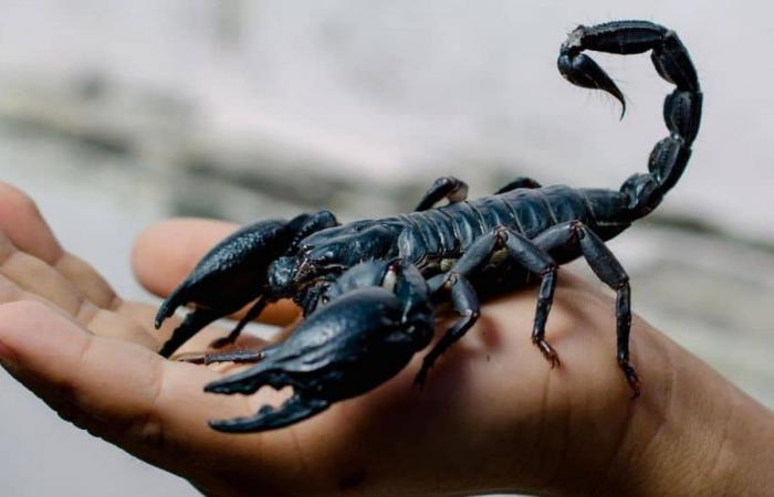 قرصة العقرب في المنام