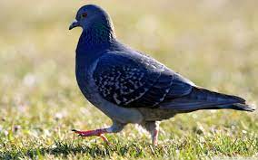 اعرف أكثر عن تفسير رؤية الحمامة في المنام للمتزوجة لابن سيرين