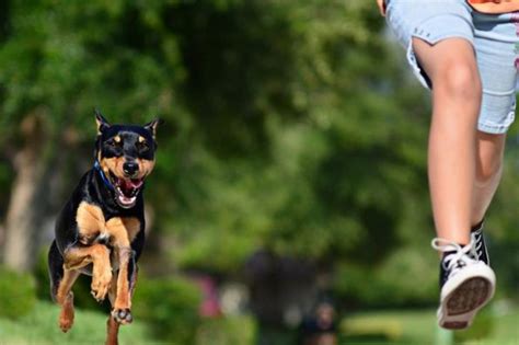 الخوف من الكلاب في المنام
