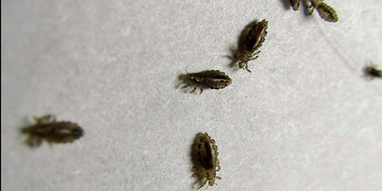 ما هو تفسير رؤية القملة في المنام لابن سيرين؟