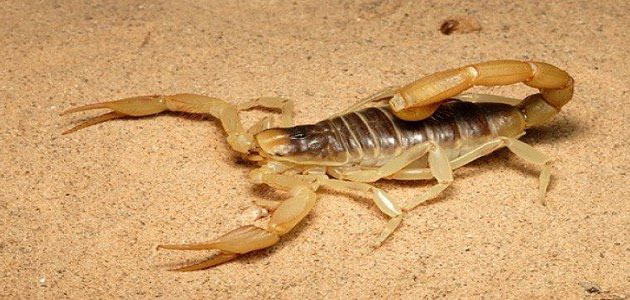 اعرف أكثر عن تفسير حلم قرصة العقرب في المنام لابن سيرين