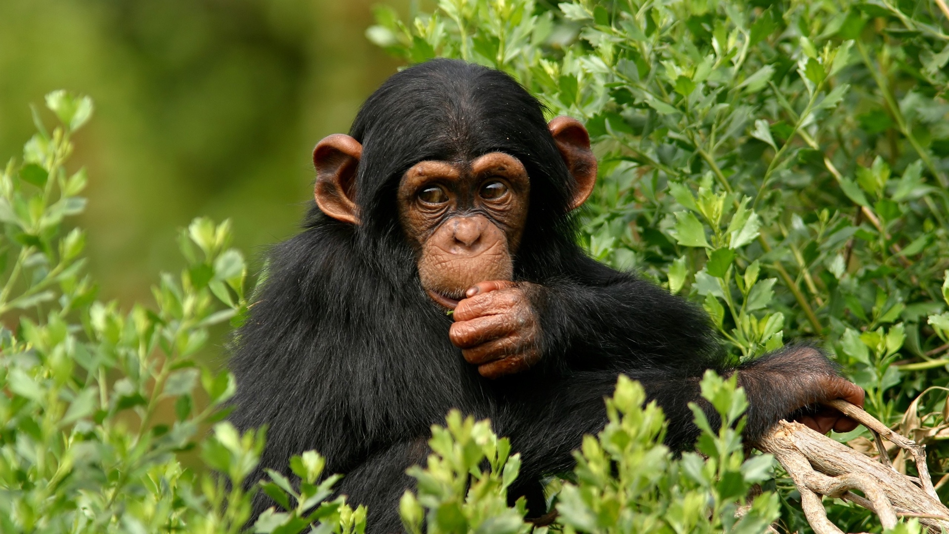 تعرف أكثر على تفسير حلم قرود كثيرة في المنام لابن سيرين