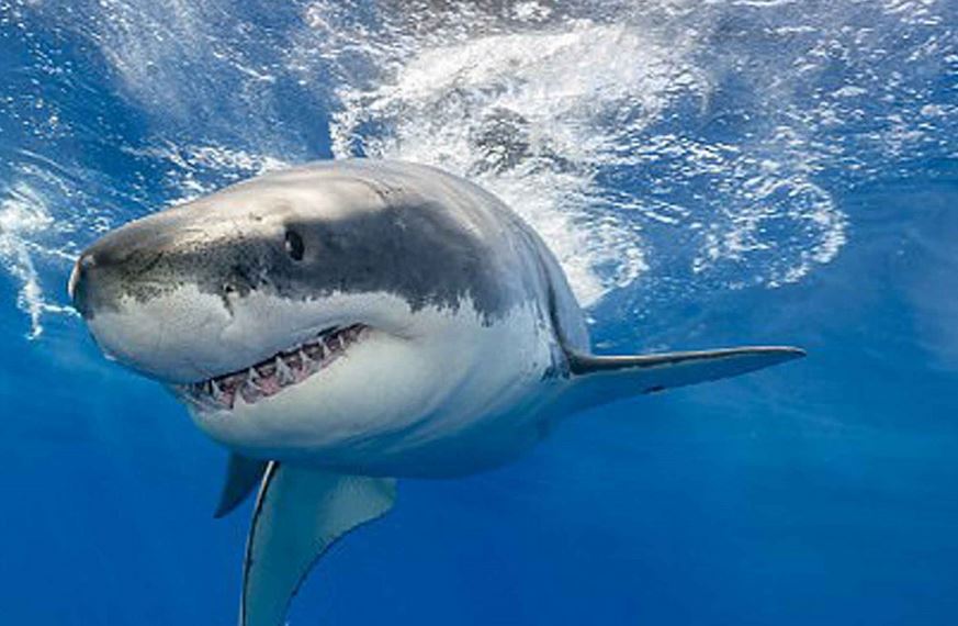 تفسير حلم القرش