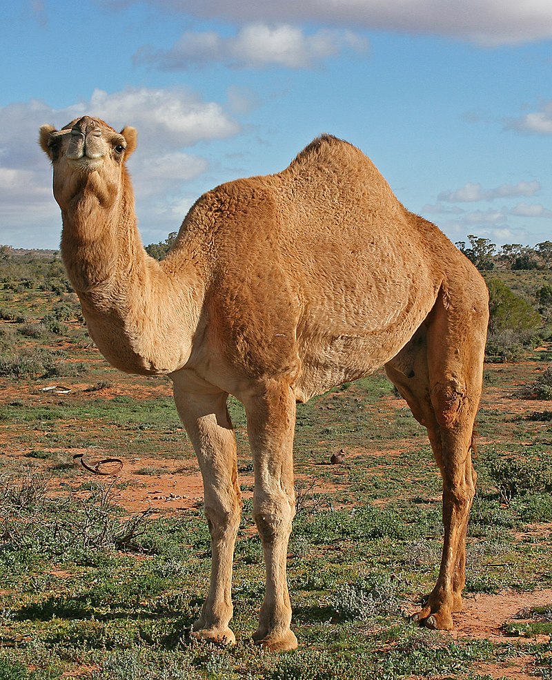 تفسير حلم الناقة تطاردني لابن سيرين