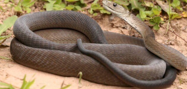 تفسير حلم قتل الأفعى