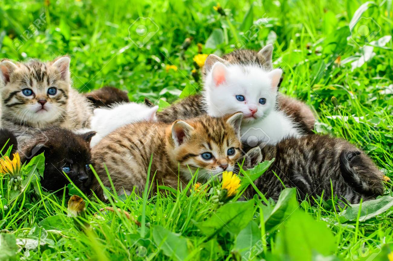 اعرف أكثر عن تفسير حلم قطط للعزباء في المنام لابن سيرين