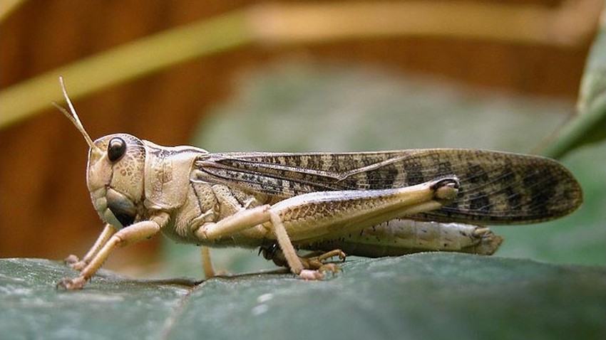 رمز الجراد في المنام العصيمي وما تفسير رؤية الجراد الأصفر في المنام للعزباء؟