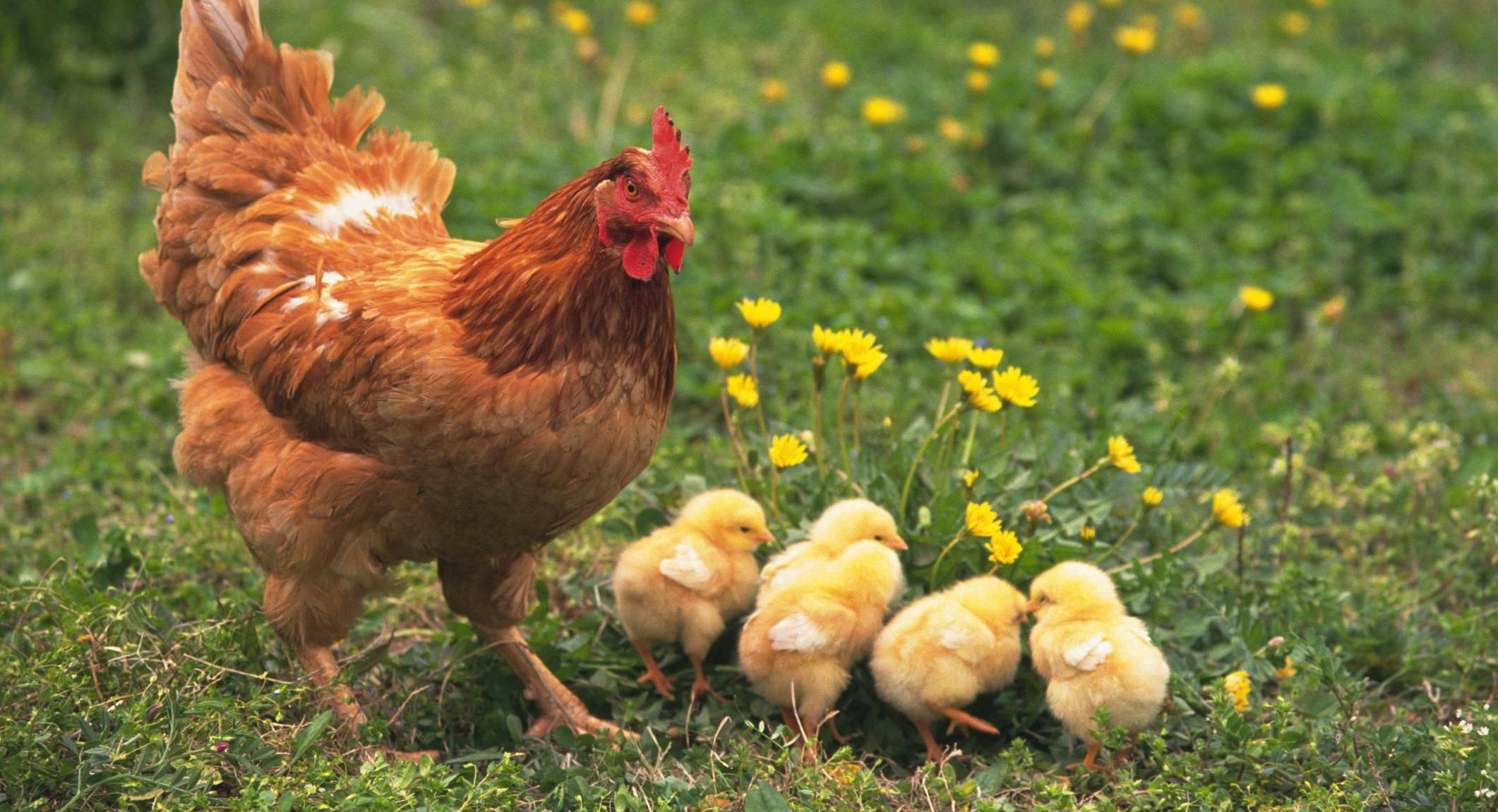 أهم 50 تفسير لرؤية الدجاج في المنام للرجل لابن سيرين