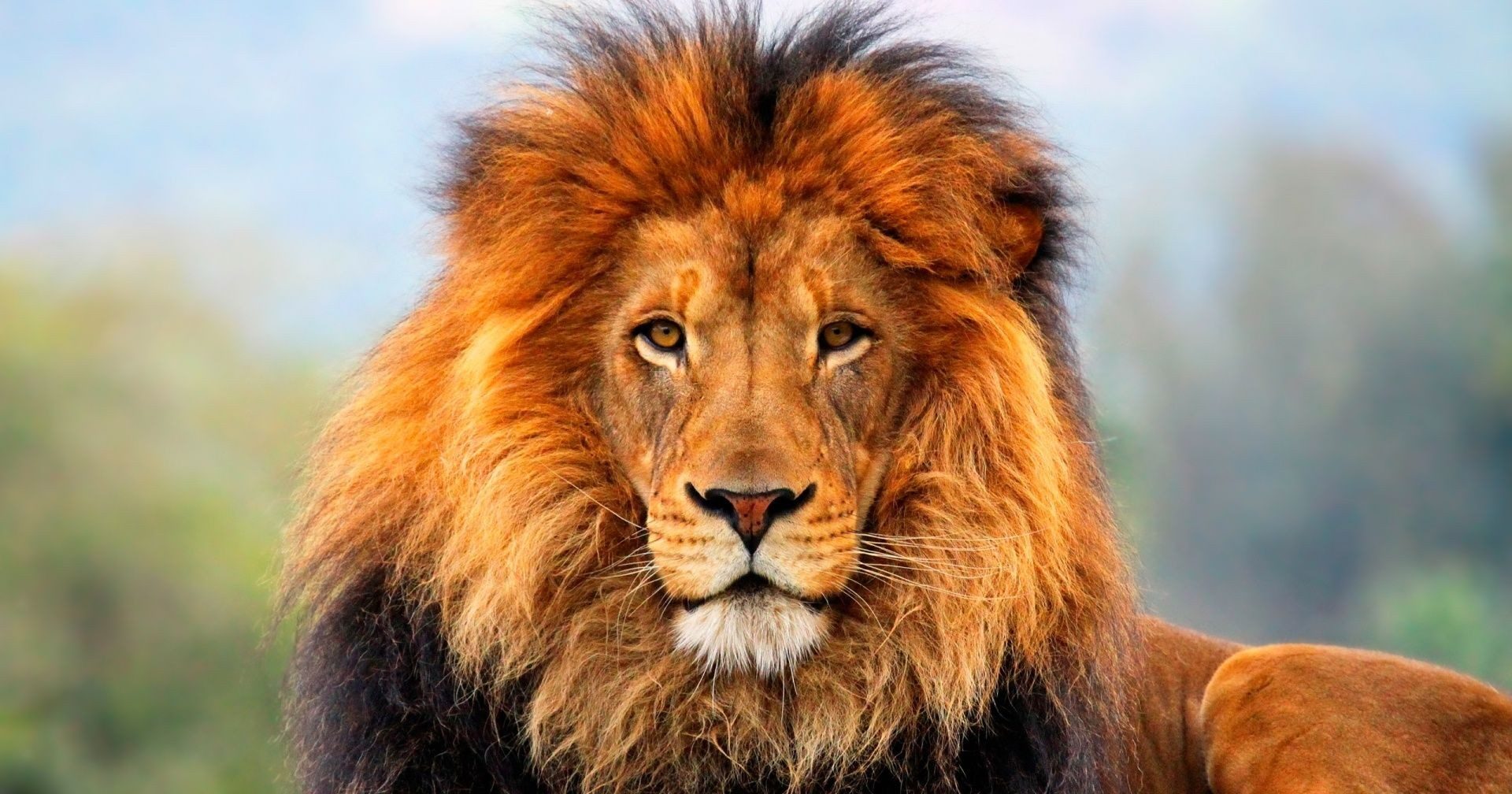 قتل الأسد في المنام