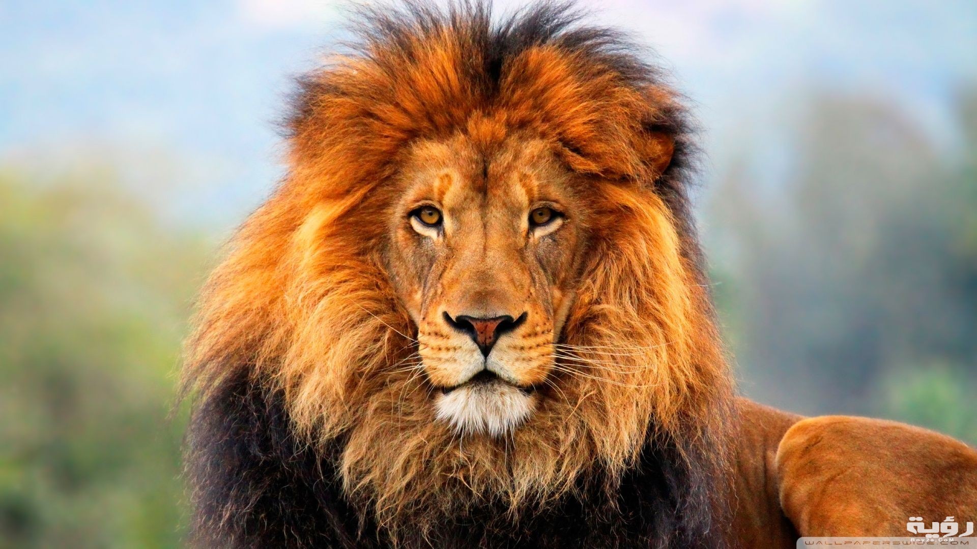 تفسير قتل الأسد في المنام لابن سيرين