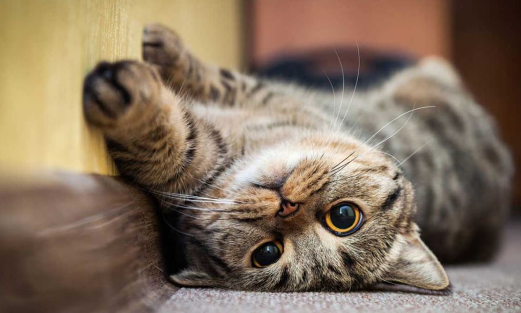 تعرف على تفسير موت القطة في الحلم لابن سيرين